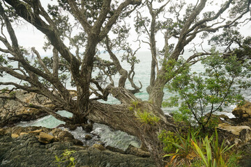 Beautiful view at Waipu beach in Whangarei, New Zealand on cloudy day.