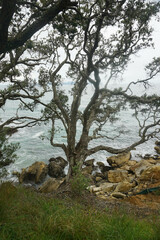 Beautiful view at Waipu beach in Whangarei, New Zealand on cloudy day.
