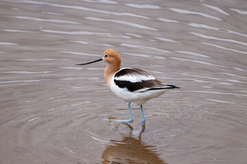 A group of American Avocet in Utah