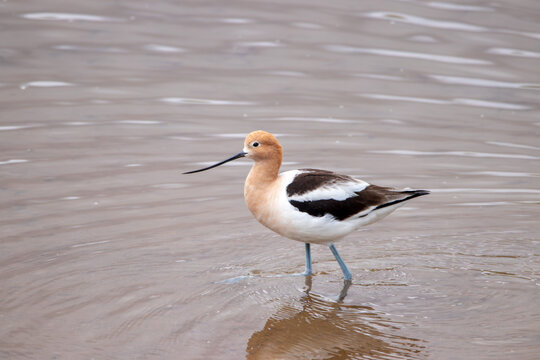 A group of American Avocet in Utah