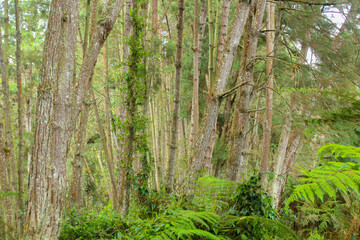 beautiful and unsettling forest with tall pines, paths around, a forest to enjoy tranquility and...