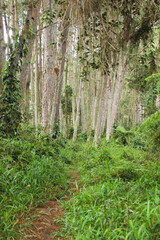 beautiful and unsettling forest with tall pines, paths around, a forest to enjoy tranquility and harmony