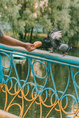 Two pigeons approach hand holding round bun over decorative bridge railing with forest lake...