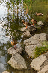 Three ducks stand on wet rocks by lake edge, with one duck swimming nearby in water under reeds.
