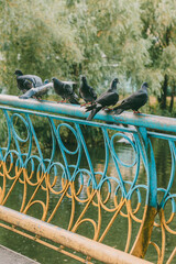 Group of pigeons stand in line on blue and yellow metal railing over water in green park setting.
