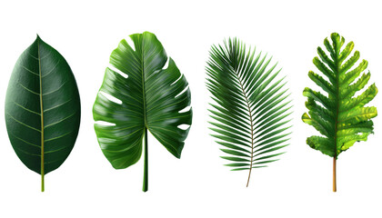 set of tropical plant leafs isolated on transparent background