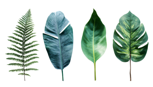 set of tropical plant leafs isolated on transparent background
