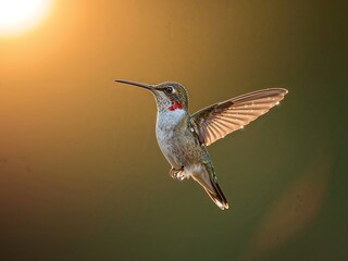 Fototapeta premium Hummingbird Drinking Nectar at Dawn with Dewy Feathers