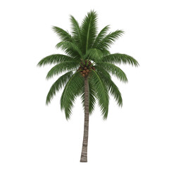 Obraz premium palm tree isolated on white