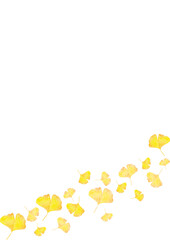 イチョウ　銀杏　秋　水彩　イラスト