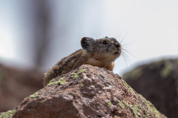 An American Pika in Utah