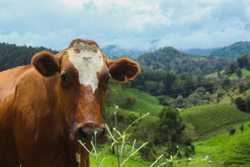 image of a group of cows eating grass on the mountain, sunbathing, and the shadow of the clouds
