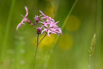 Delicate Pink Ragged Robin Wildflower Bloom in Summer Meadow
