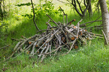 Pile of Cut Branches on Ground in a Woodland Clearing