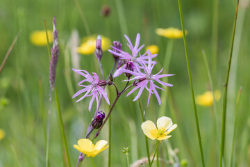 Pink Ragged Robin Wildflower with Buttercups in Background of Summer Meadow