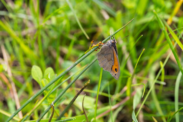 Meadow Brown Butterfly Resting on a Blade of Grass in a Summer Flower Meadow