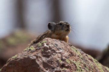 An American Pika in Utah