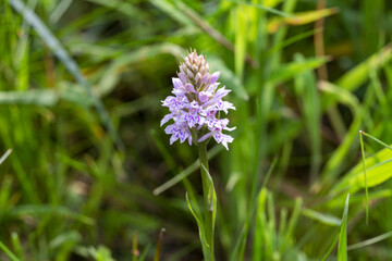 Pink and White Wild Spotted Orchid Flower Close-Up