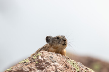 An American Pika in Utah