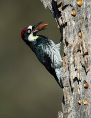Acorn Woodpecker (Melanerpes formicivorus) taken in Arastradero Preserve