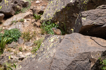 An American Pika in Utah
