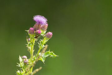 Scottish Thistle in Wildflower Clearing During Summer