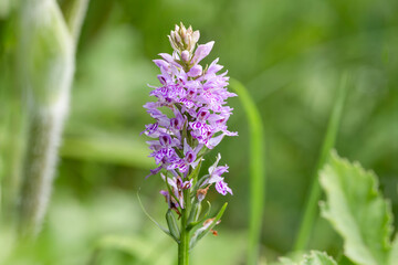 Fototapeta premium Pink and White Wild Spotted Orchid Flower Close-Up