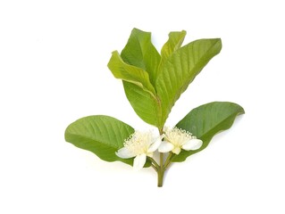 Guava leaves and flower isolated on white background 