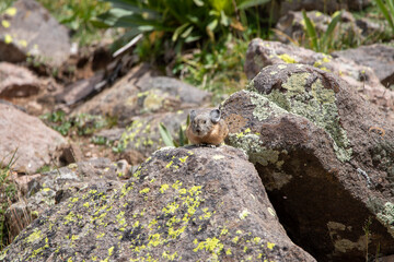 An American Pika in Utah