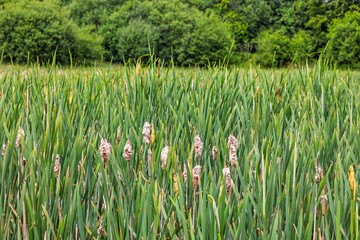 Summer Wetland with Cattails and Damselflies