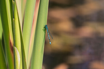 Blue Damselfly Resting on a POnd Reed