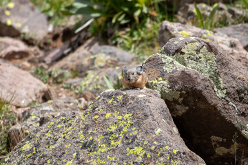 An American Pika in Utah