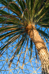 canary Island date palm or phoenix canariensis inside conservatory 