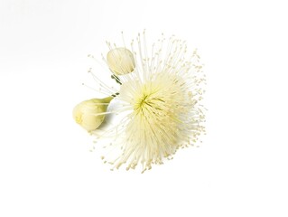 Watery rose apple flower (Syzygium aqueum) isolated on white background
