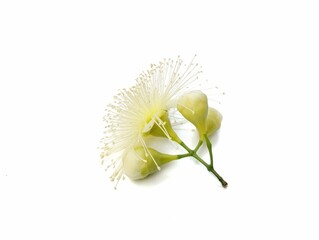 Watery rose apple flower (Syzygium aqueum) isolated on white background