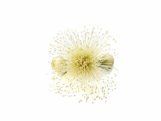 Watery rose apple flower (Syzygium aqueum) isolated on white background 