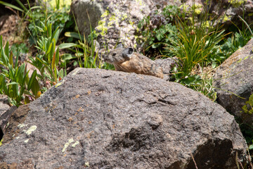 An American Pika in Utah