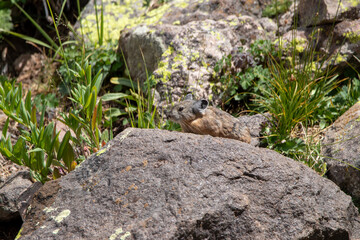 An American Pika in Utah