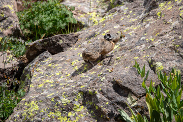An American Pika in Utah