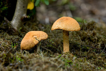 Wild Spectacular Rustgill Mushrooms (Laughing Jim) on Moss