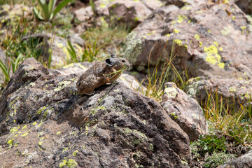 An American Pika in Utah