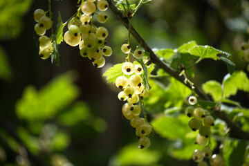 Delicious white currants, glowing in the sun with vibrant green leaves in the background.