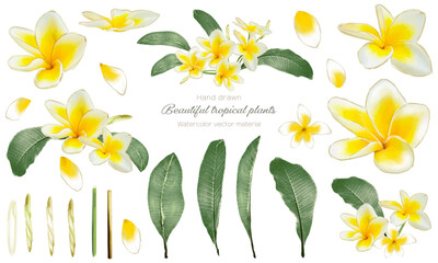 水彩で描いたプルメリアのイラスト素材セット