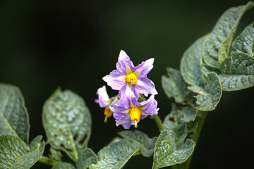Vibrant purple and yellow potato flowers bloom against a dark backdrop.