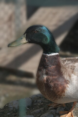 Mallard Duck in Natural Habitat on Sunny Day