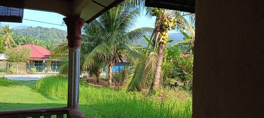 tropical resort hotel coconut tree