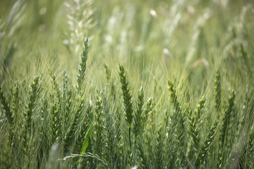 Vibrant wheat stalks sway gently in the summer breeze, bathed in warm sunlight.