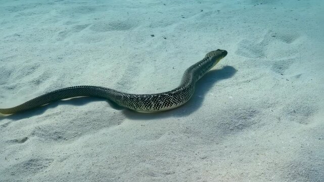 Venomous sea snake slithering gracefully on sandy seabed, marine wildlife footage