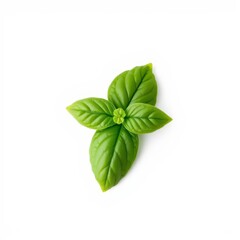 Fresh Green Basil Sprig on White Background
