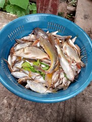 fresh fish on ice